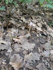 Colchicum umbrosum