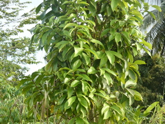 Syzygium malaccense