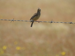 Galerida magnirostris