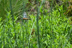 Sporophila hypoxantha