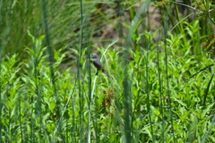 Sporophila hypoxantha