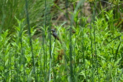Sporophila hypoxantha