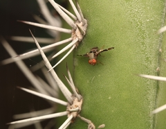 Ulidiidae
