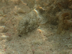 Bathygobius soporator