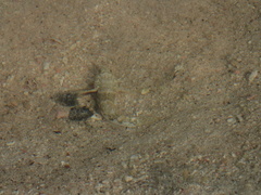 Bathygobius soporator