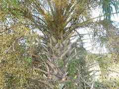 Sabal palmetto