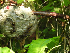 Dolichovespula saxonica