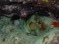 Octopus insularis