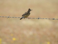 Galerida magnirostris