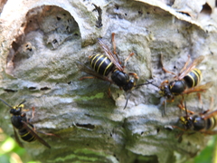 Dolichovespula saxonica