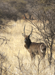 Kobus ellipsiprymnus ellipsiprymnus