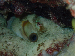 Octopus insularis