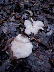 Clitocybe brunneocephala