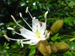 Hymenaea courbaril