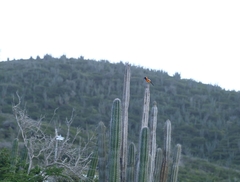 Icterus icterus
