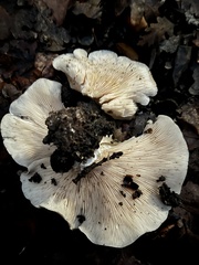 Clitocybe brunneocephala