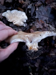 Clitocybe brunneocephala