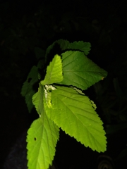 Sida cordifolia