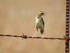 Cisticola textrix