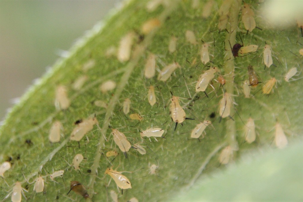 Uroleucon illini