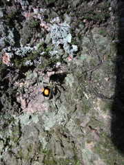 Hoplomutilla spinosa