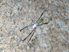 Trichonephila clavipes