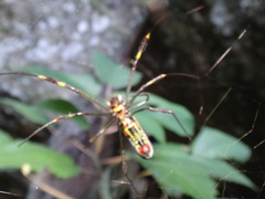 Trichonephila clavipes