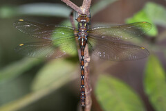 Austroaeschna pulchra