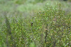 Sporophila ruficollis
