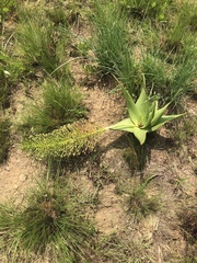 Schizocarphus nervosus