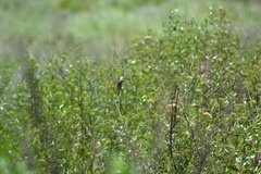 Sporophila ruficollis