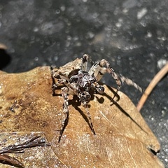 Acanthepeira stellata