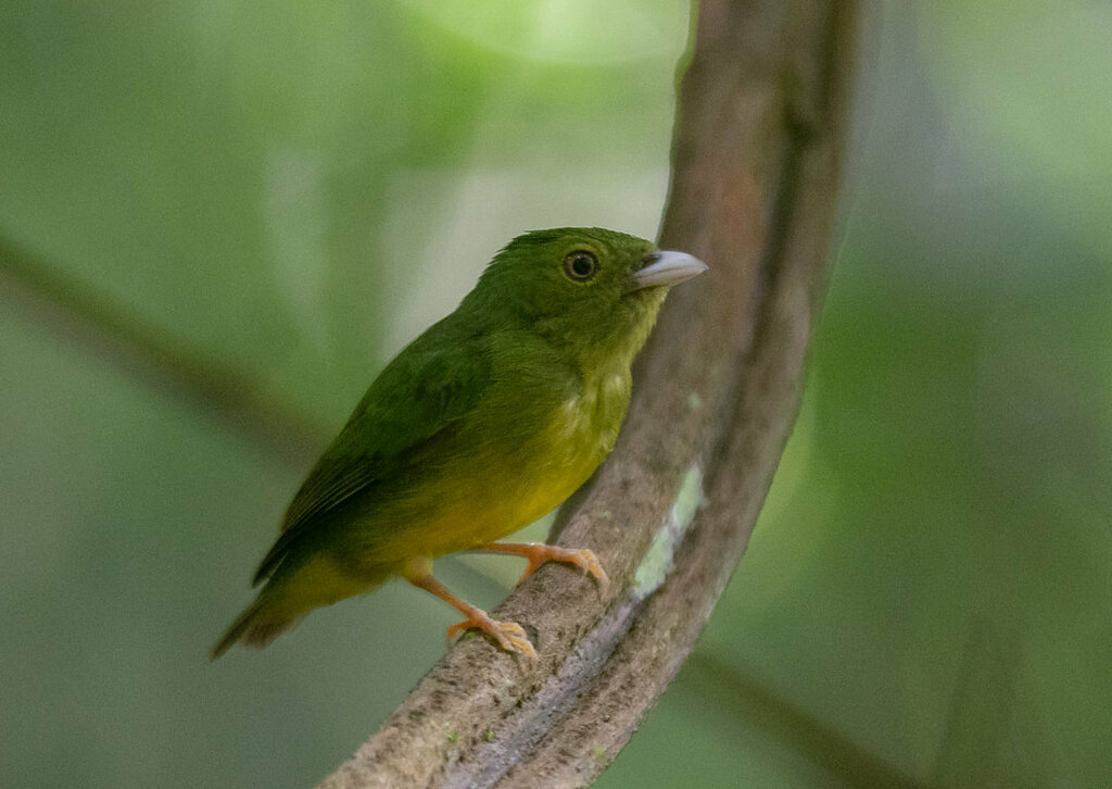 Opal-crowned Manakin (Lepidothrix iris) photo