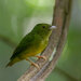 Opal-crowned Manakin - Photo (c) Anderson Sandro, some rights reserved (CC BY-NC), uploaded by Anderson Sandro
