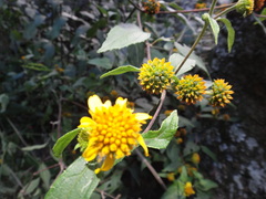 Tilesia baccata
