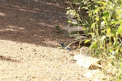 Cnemidophorus arubensis