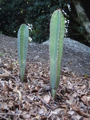 Cereus hildmannianus