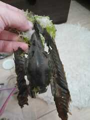 Callorhinchus callorynchus