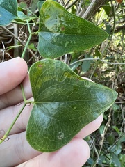 Smilax auriculata