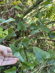 Smilax auriculata