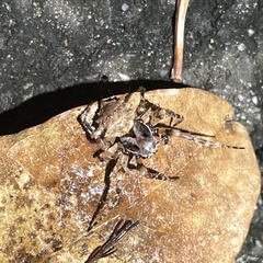 Acanthepeira stellata