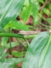 Anolis aeneus