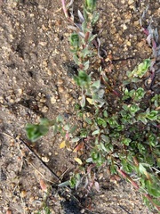 Lythrum hyssopifolia