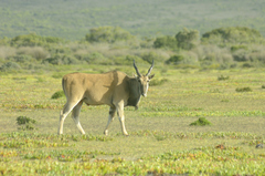 Tragelaphus oryx oryx