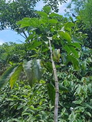 Platymiscium pinnatum