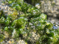 Prasiola borealis