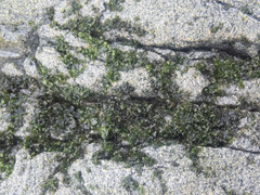 Prasiola borealis
