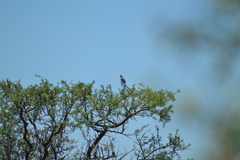 Saltatricula multicolor