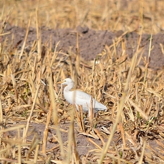 Bubulcus ibis