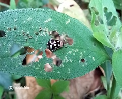 Alagoasa trifasciata